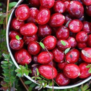 Клюквенный лес (Cranberry Woods) Candlescience