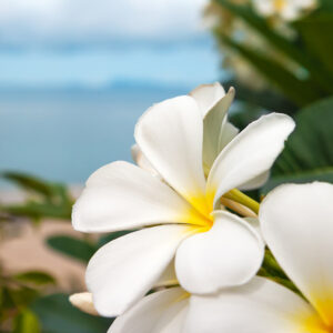 Приморская плюмерия (Seaside Plumeria) Candlescience