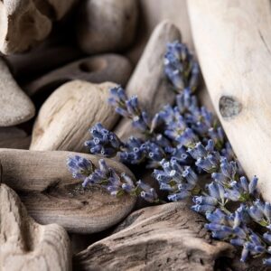 Лаванда и коряга (Lavender Driftwood) Candlescience