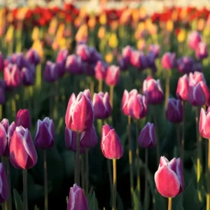Тюльпановые Поля (Tulip Fields) Candlescience
