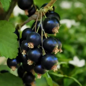 Черная смородина и жасмин (Black Currant and Jasmine) Candlescience