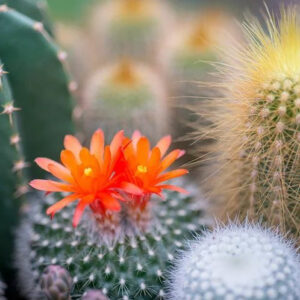 Цветок кактуса и нефрит (Cactus Flower and Jade) Candlescience
