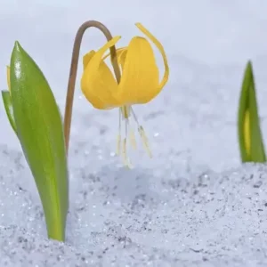Ледниковая лилия (Glacier Lily) Candlescience